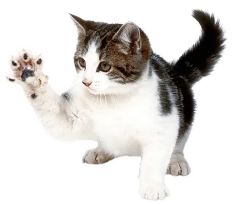 追加料金一切なしを案内する可愛い白黒のぶち猫