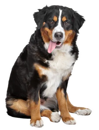 丁寧なヒアリングと対応をイメージしたお座りをする大型犬（バーニーズ・マウンテン・ドッグ）