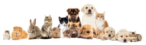 最愛のペット（犬や猫のほか、うさぎ、カメ等の小動物）のご遺体の安置や葬儀の準備をサポート