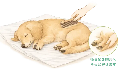 亡くなったペット（犬）の毛並みをブラシで整え、安らかな姿勢に優しく安置する方法