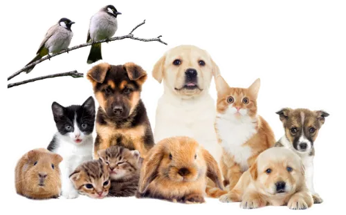こもれび富士が火葬対応している様々なペット（小鳥、ハムスター、うさぎ、猫、犬など）
